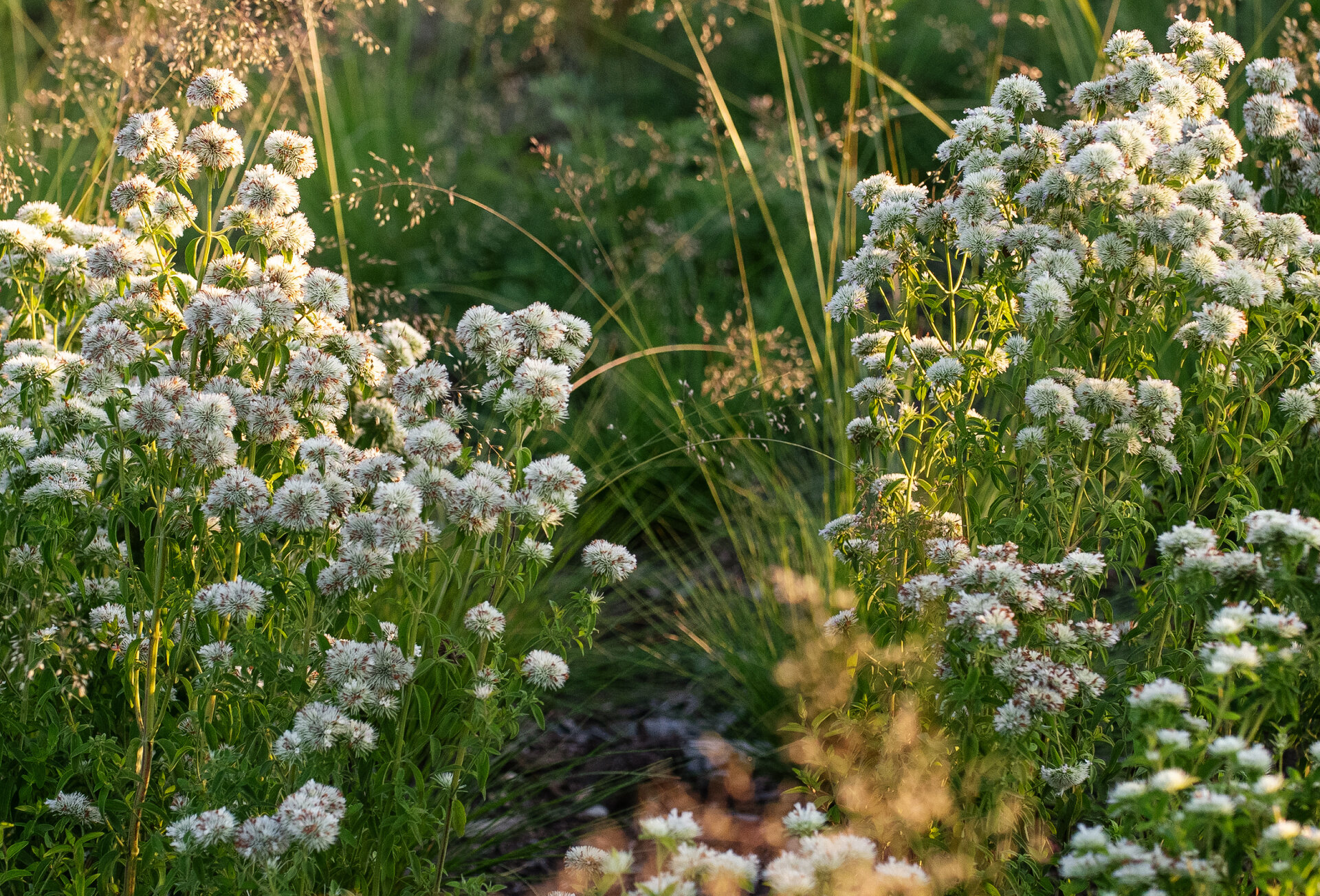 Pycnanthemum flexuosum